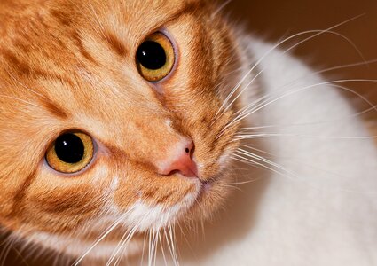 Animal portrait close up head photo