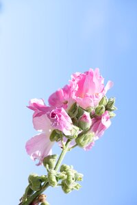Flower pink flower flowers