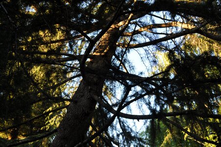 Tree sky nature photo