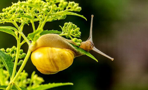 Snail shell reptile