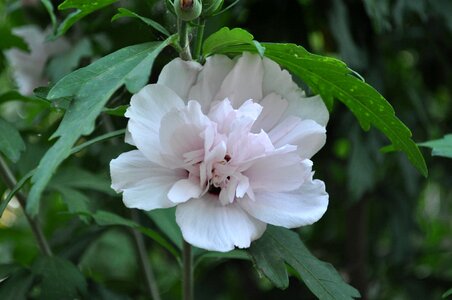 Greenery garden petals photo