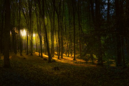 Trees autumn sunlight photo