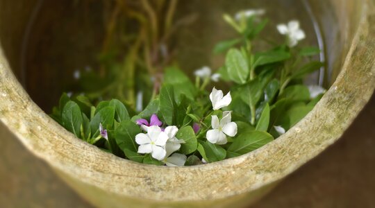 Medicine green herbal