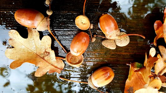 Leaves autumn rain photo