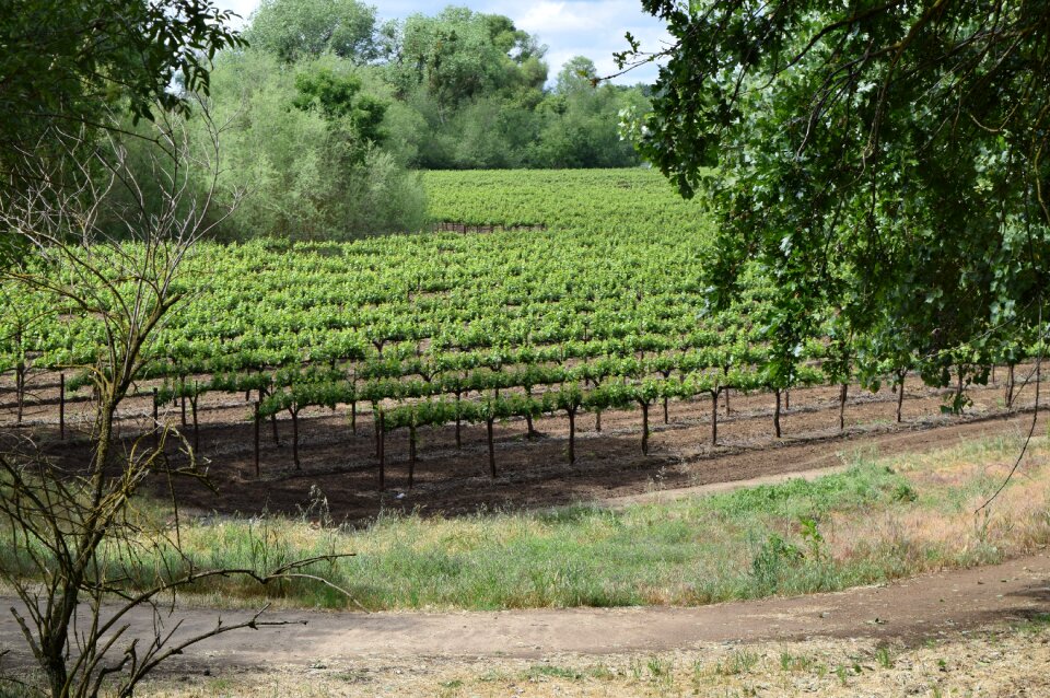 Wine winery nature