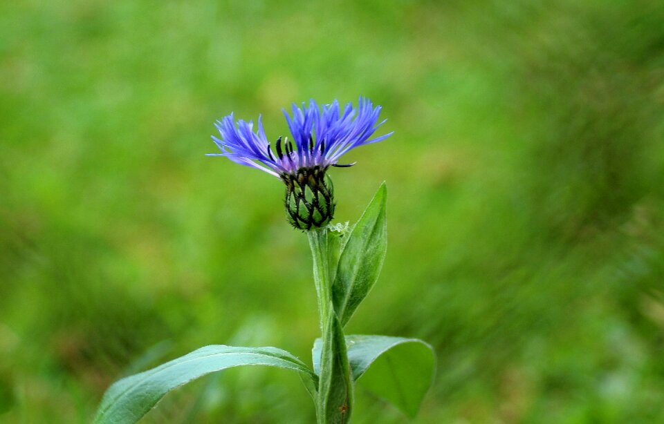 Blue flowers weed flourishing flowers wildflowers photo