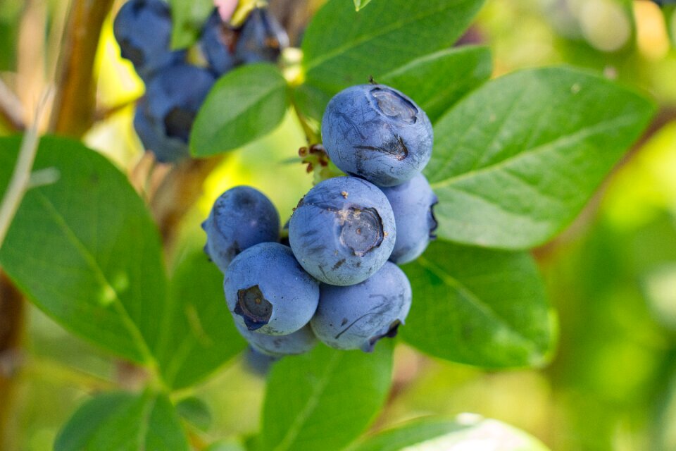 Berries blueberries food