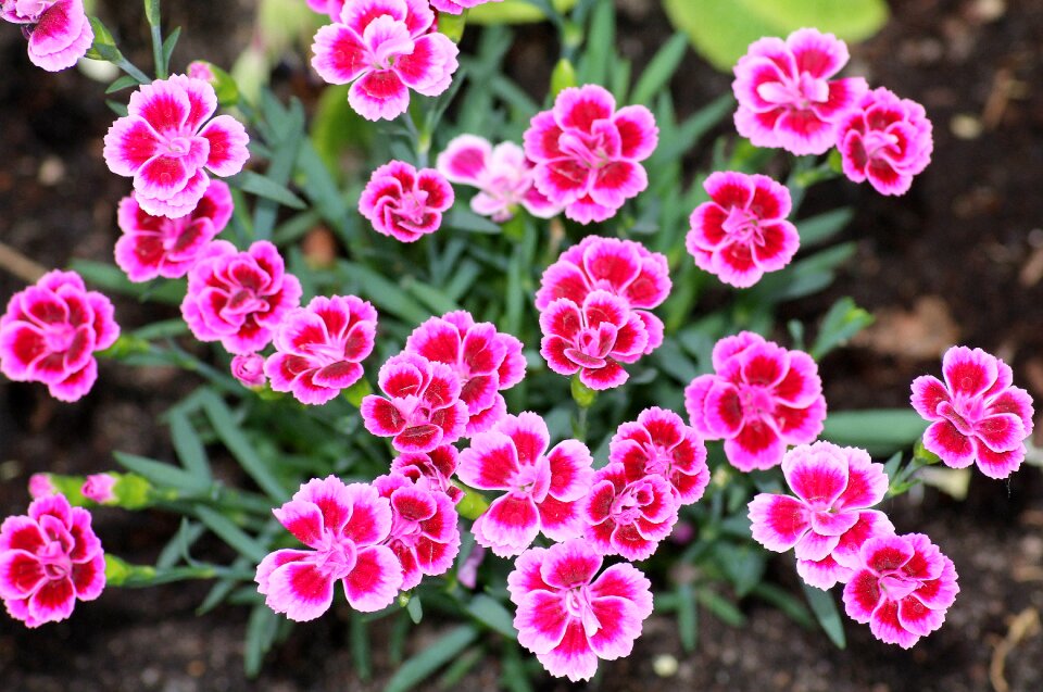 Pink flowering mother's day