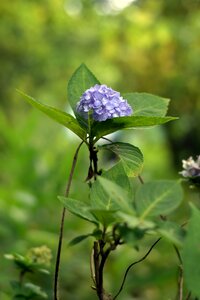 Nature forest violet