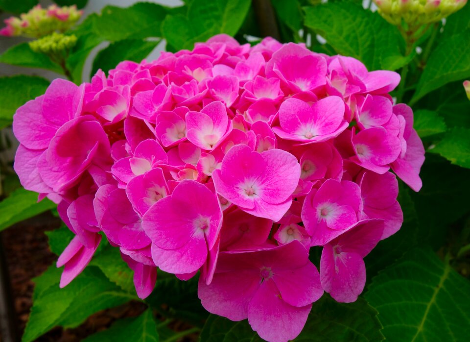 Flower nature summer