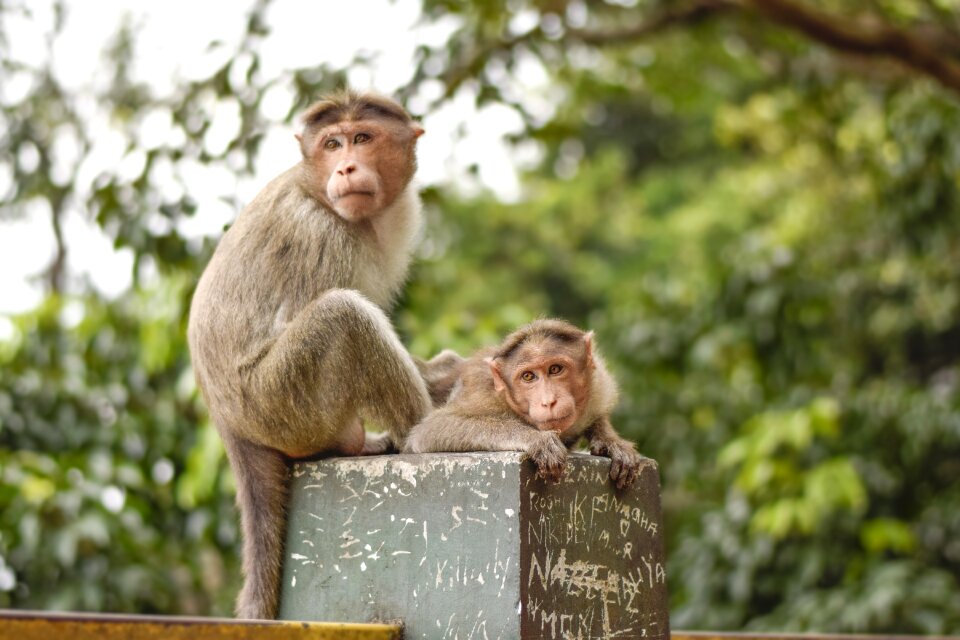 Care forest wayanad