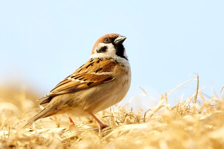 Animal feather perched