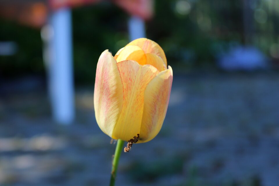 Flower spring nature