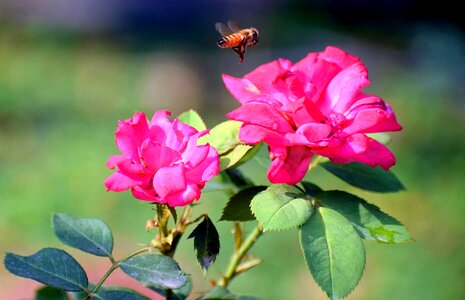 Nature bloom blossom photo