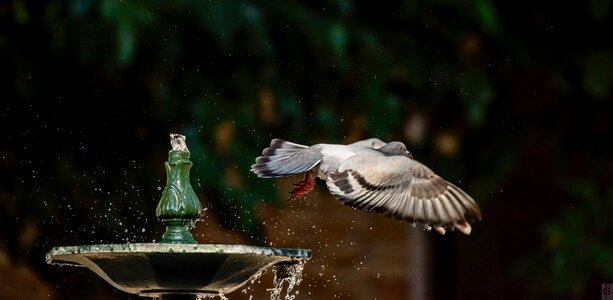 Fleeting flight water