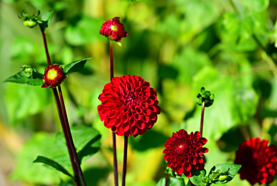 Garden bud petal