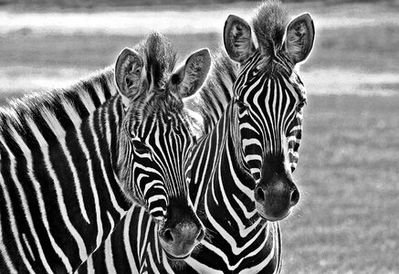 Wildlife mammal striped