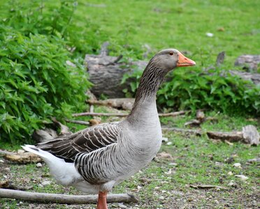 Bill domestic goose plumage