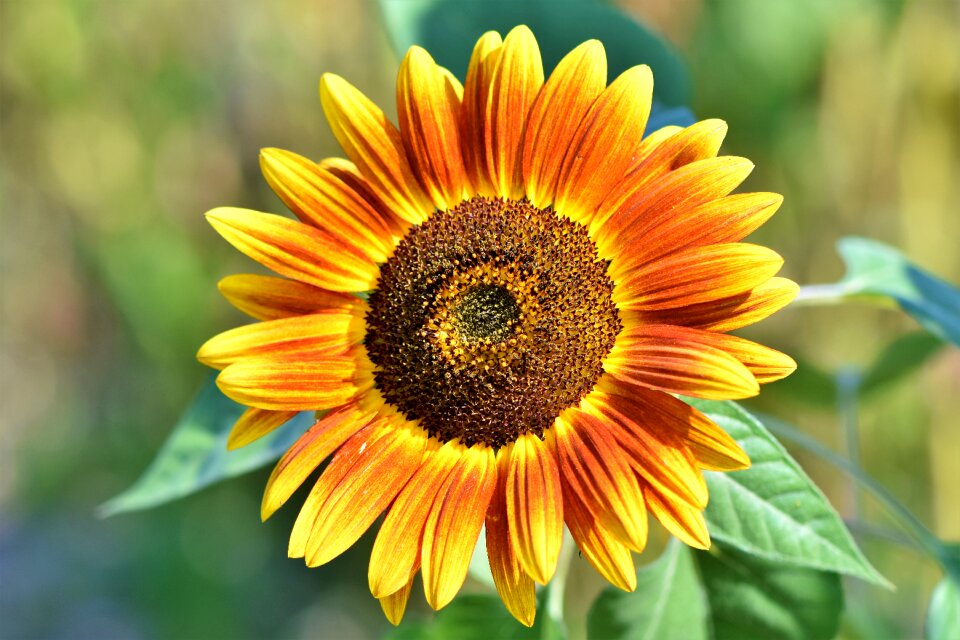 Bloom blossom bloom