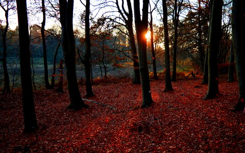 Sunset romantic forest floor photo