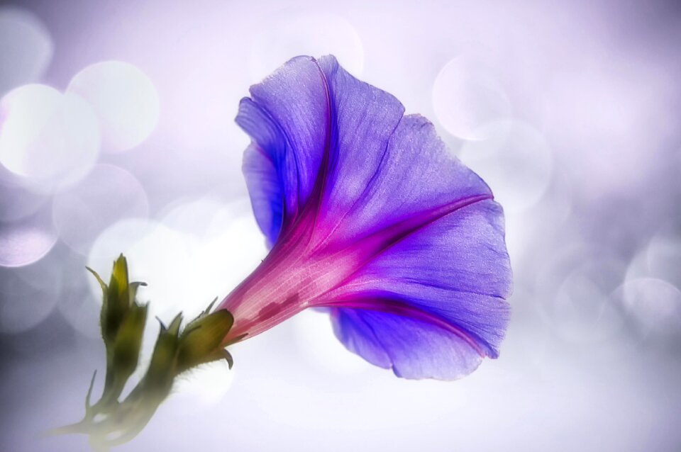 Bokeh campanula romantic
