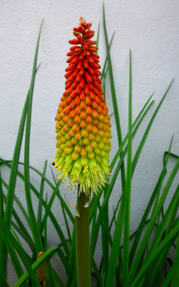 Bloom flower orange