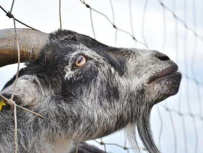 Livestock billy goat goat's head