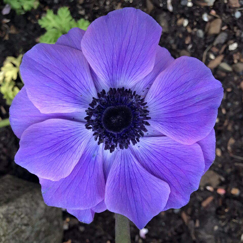 Purple anemone purple flower flower