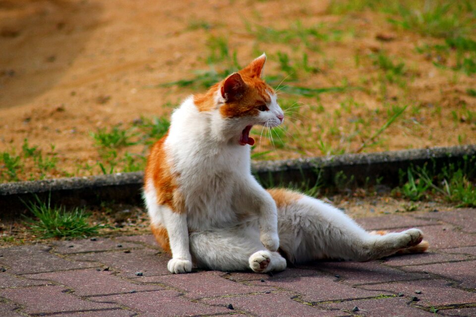 Cat humor sitting cat