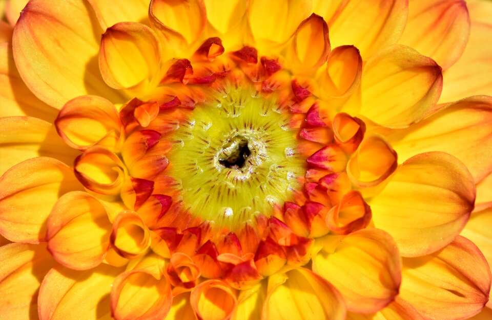 Bud dahlia garden garden plant