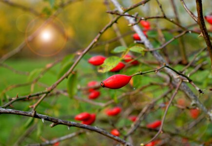 Nature autumn roses