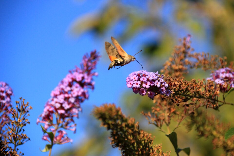Butterfly living nature wild nature