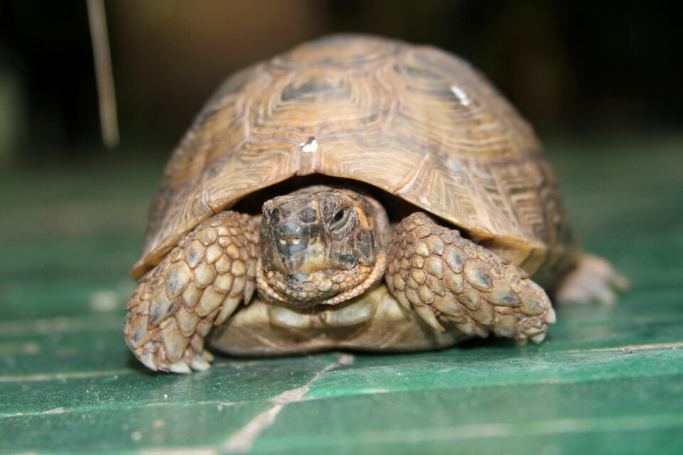 Fauna nature no person