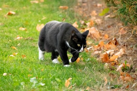 Animal world domestic cat view