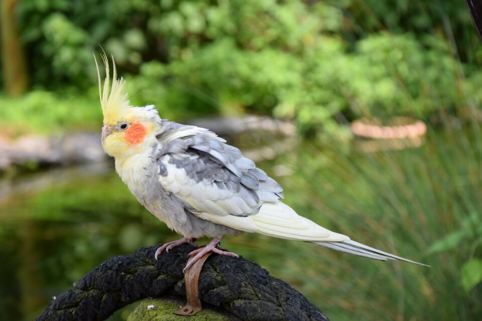 Small parrot colorful feathers