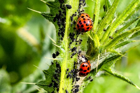 Harlequin-ladybird harmonia axyridis coccinellidae