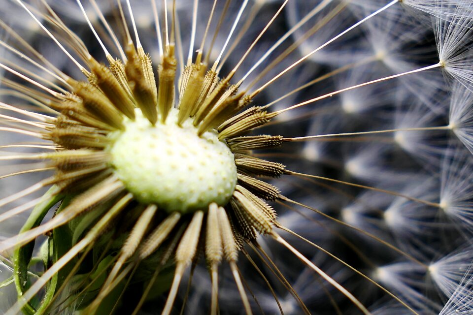 Plant petal growth