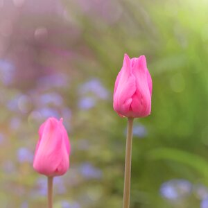 Flower tulpenbluete drip photo