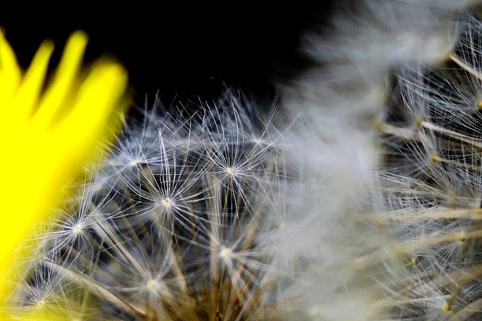 Nature plant growth