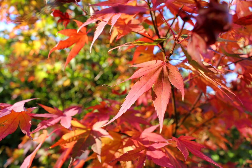 Leaf fall color red