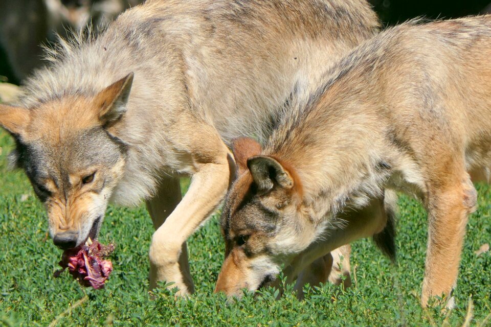 Carnivores predator animal world