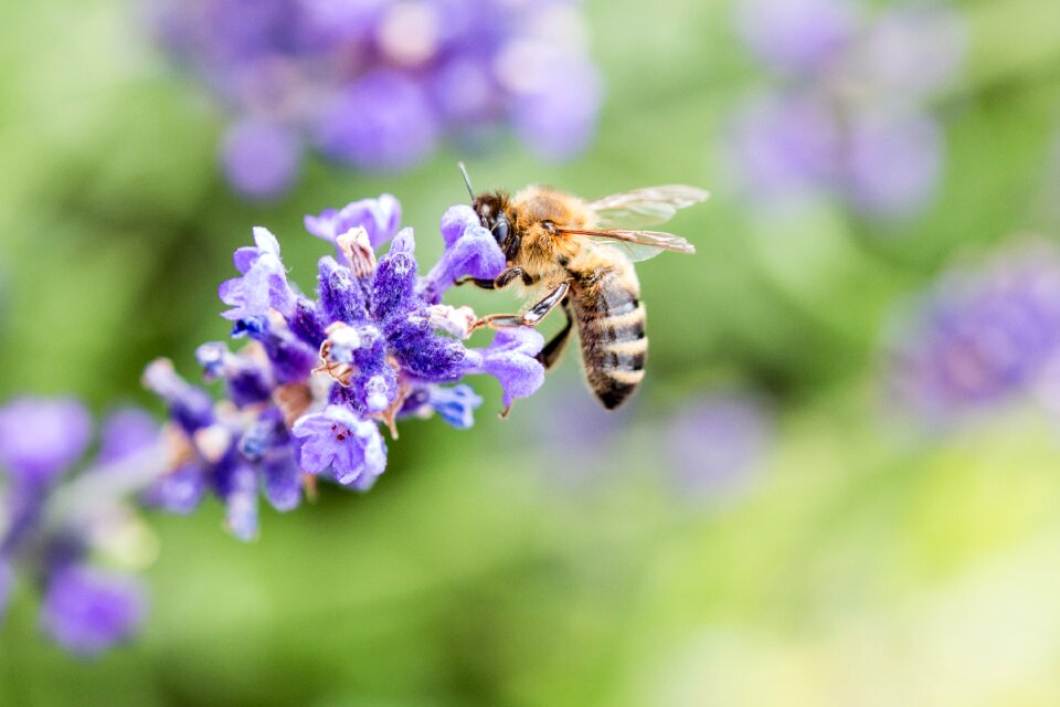 Insect violet nature
