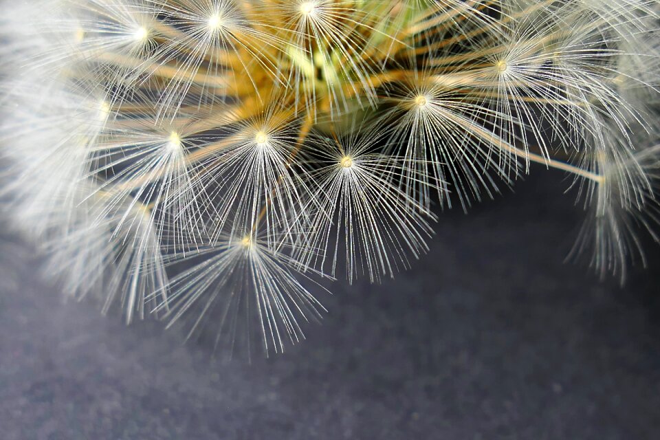 Plant petal growth