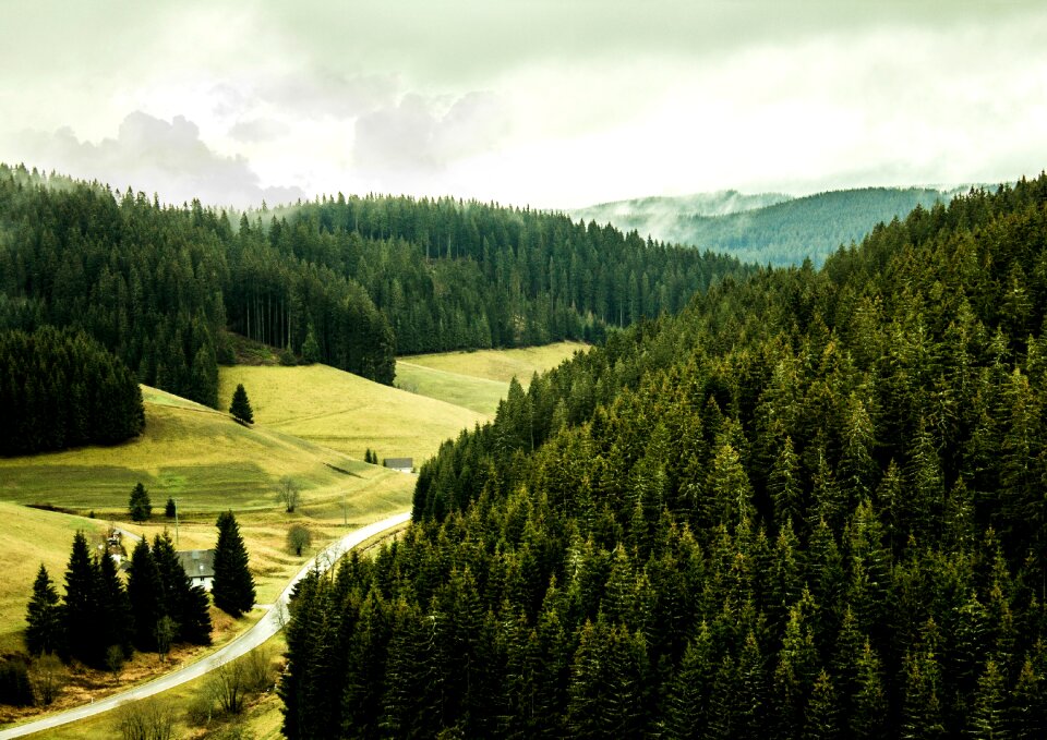 Glade green forest