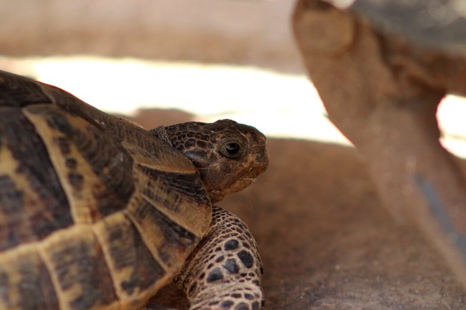 Natural tortoise-shell reptile