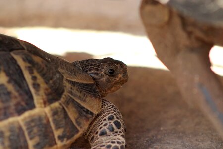 Natural tortoise-shell reptile