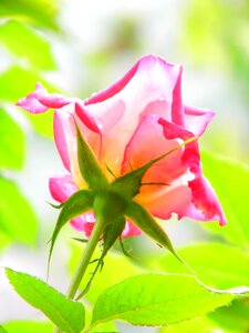 Rose drops light