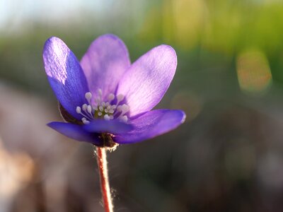 Spring liverwort flowers photo