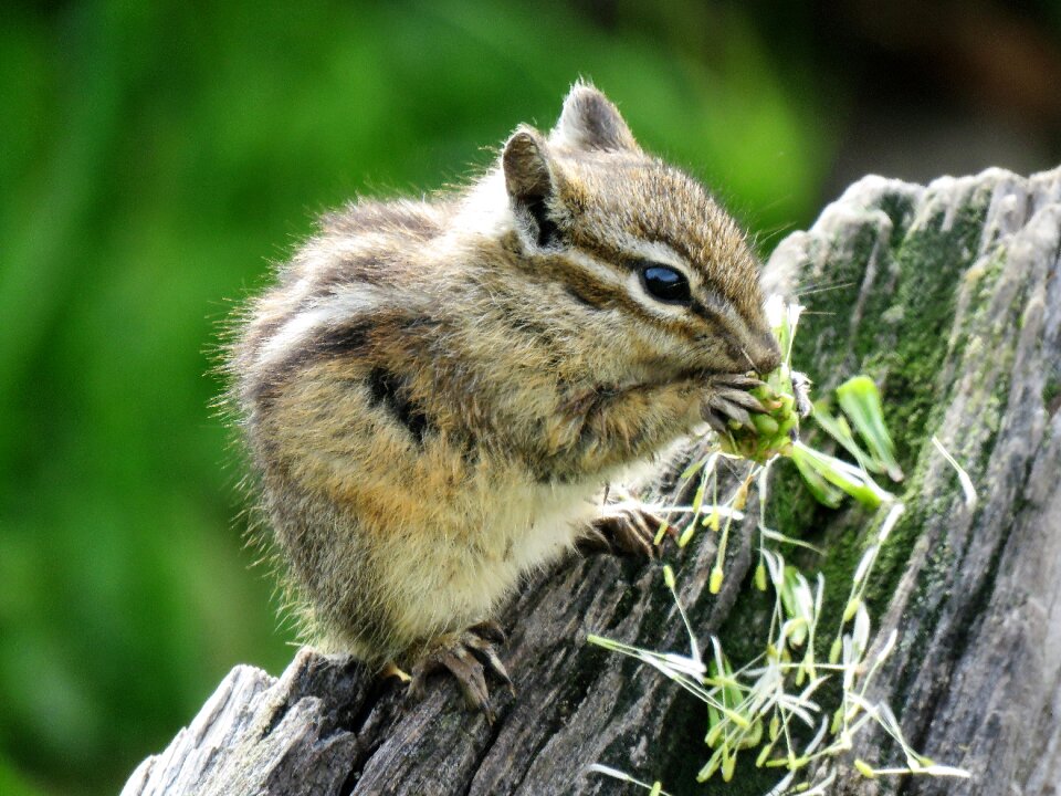 Natural closeup wildlife