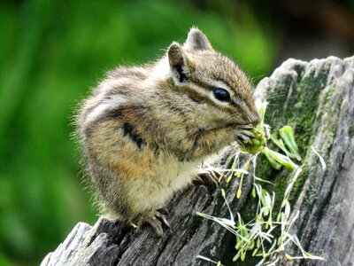 Natural closeup wildlife